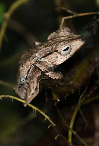 Brązowy żaba na oddział — Zdjęcie stockowe