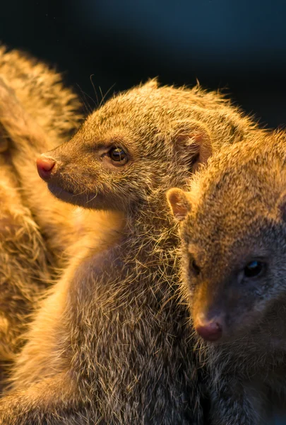 Group Of Juvenile Mongooses — Stock Photo, Image