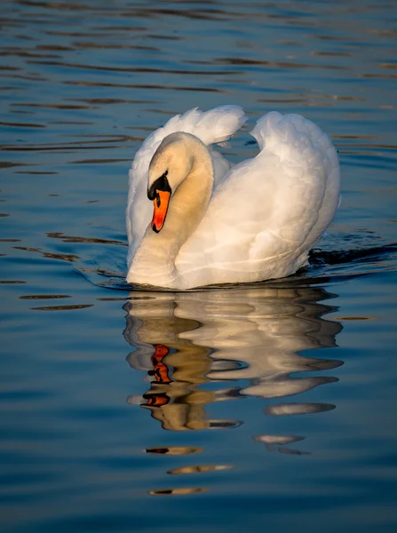 Impressive Male Swan On Sunlit Lake — Stock Photo, Image