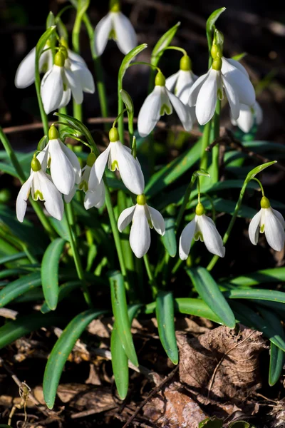 Snowdrops in First Spring Sunlight — Stock Photo, Image