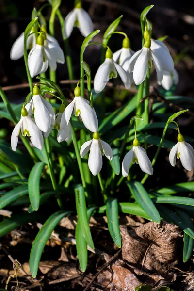 Gotas de neve na primeira luz solar da primavera — Fotografia de Stock