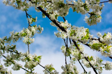 çiçeklenme kiraz ağacı dalı