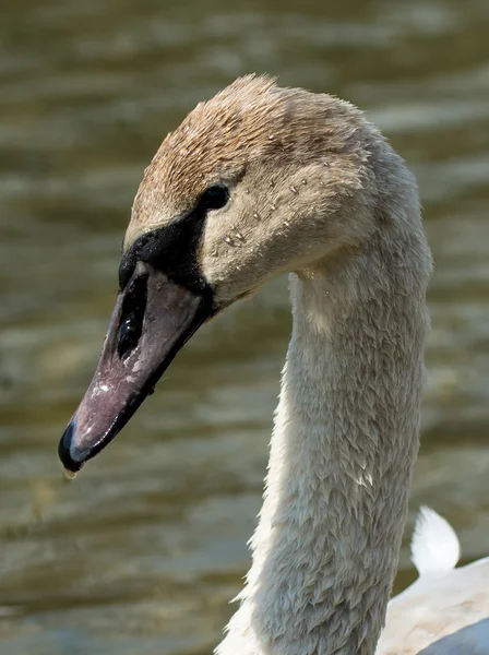 Jungschwan — Stockfoto