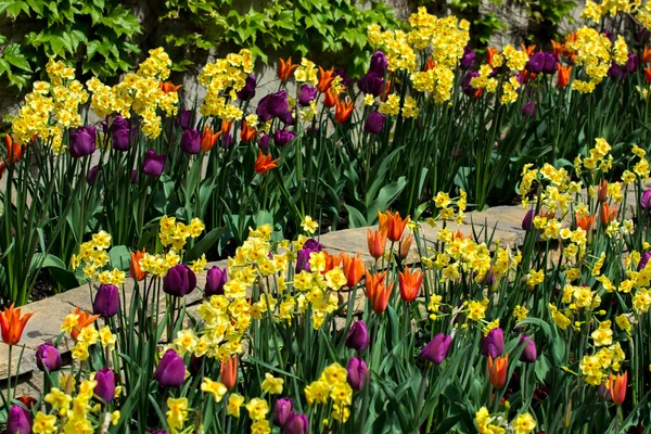 Spring Flowers In Park — Stock Photo, Image