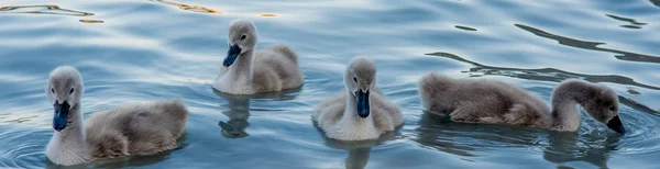 Group Of Swan Hatchlings — Φωτογραφία Αρχείου