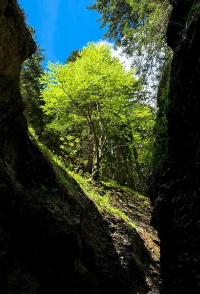 Green Canyon in Austria — ストック写真