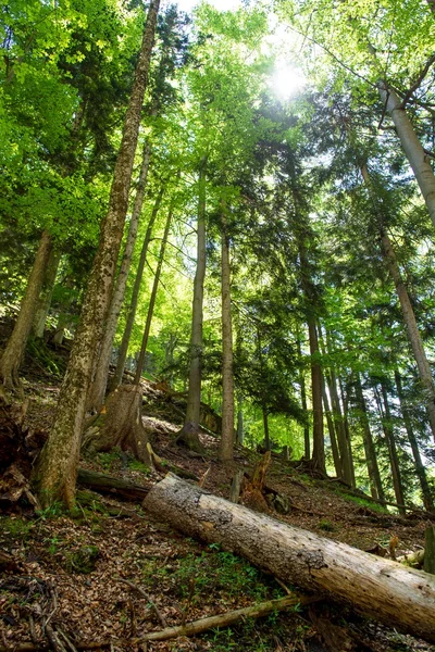 Sunlit Mountain Forest na Áustria — Fotografia de Stock