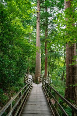 Wales, Birleşik Krallık 'taki Snowdonia Ulusal Parkı' nda Çatal Köyü yakınlarında Orman Yürüyüşü
