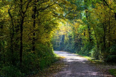 Sonbahar ormanlarında yol