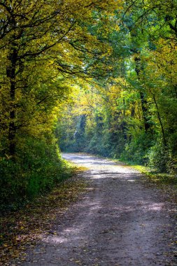 Sonbahar ormanlarında yol