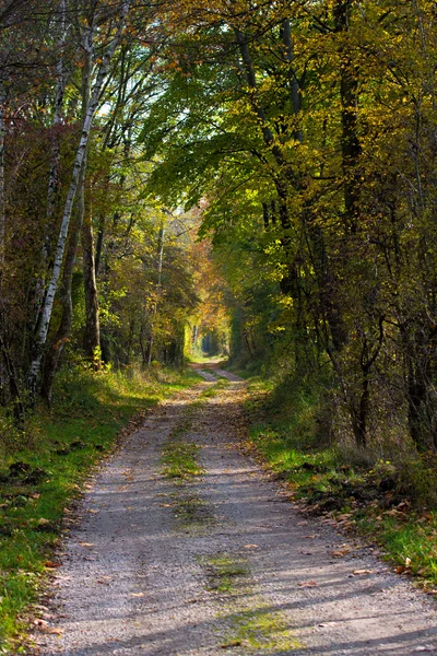 Path Through Autumn Forest — Stock Photo, Image