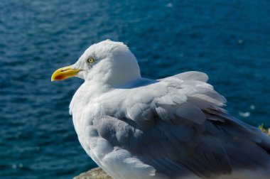 Sarı gagası ile beyaz martı