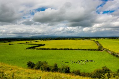 Manzara Tipperary İrlanda sığır sürüsü