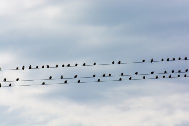 Elektrikli tel üzerinde oturan kuşlar sürüsü