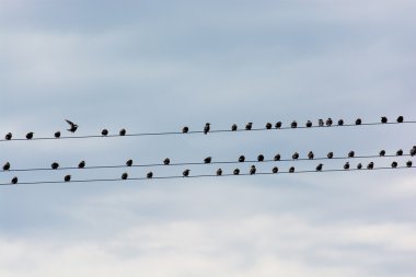 Elektrikli tel üzerinde oturan kuşlar sürüsü