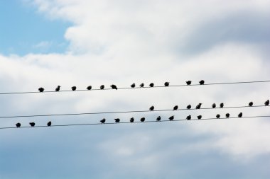 Elektrikli tel üzerinde oturan kuşlar sürüsü