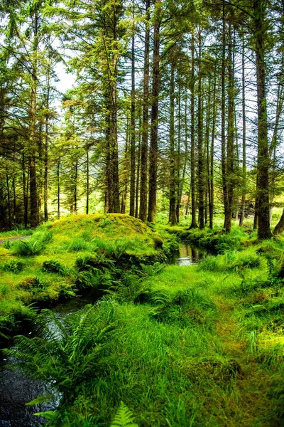 アイルランドのグーガネ・バラ国立公園の森の中の小さなクリーク — ストック写真