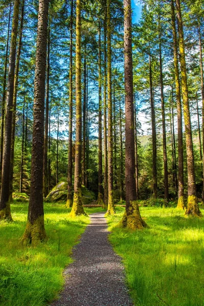 アイルランドのグーガネ・バラ国立公園の森の中の狭い道 — ストック写真