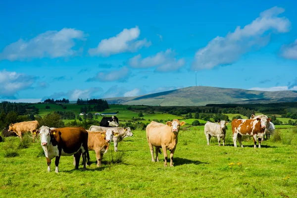 Herd of Cattle on Sunny Pasture — Stock Photo, Image