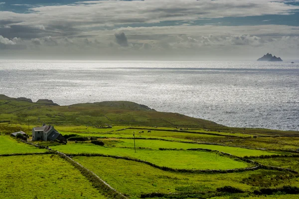 Пастбища на побережье Ирландии — стоковое фото