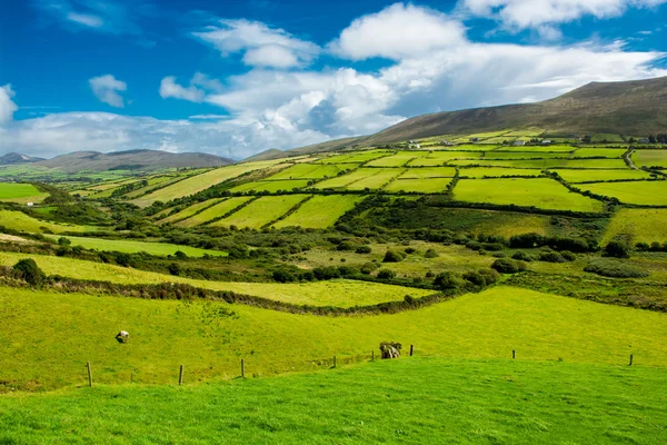 Сельский пейзаж с пастбищами в Ирландии — стоковое фото