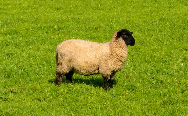 Ovelhas curiosas com cabeça preta na pastagem — Fotografia de Stock