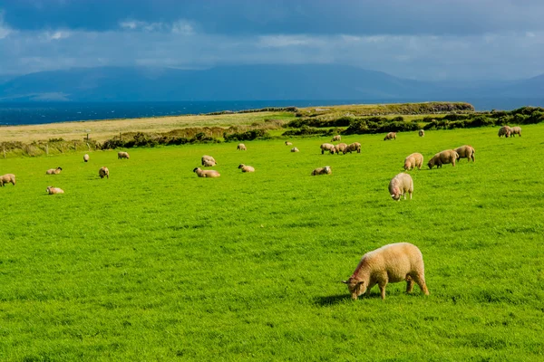 Stádo ovcí na pobřeží Irska — Stock fotografie