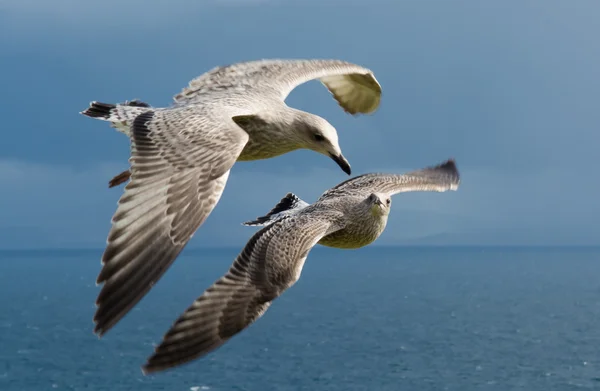 Seagulls Flying Formation — Stock Photo, Image