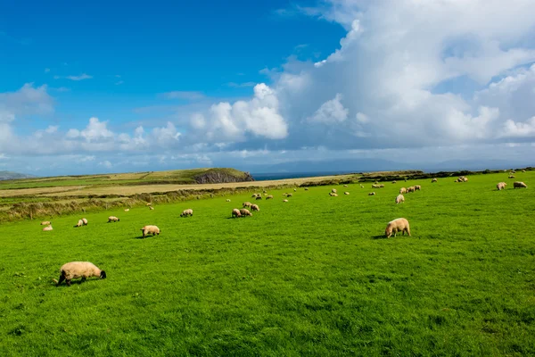 Herd of Sheep at Coast of Ireland — Stock Photo, Image