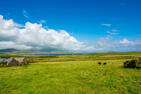 Landscape with Cows at the Coast of Ireland — Stock Photo, Image