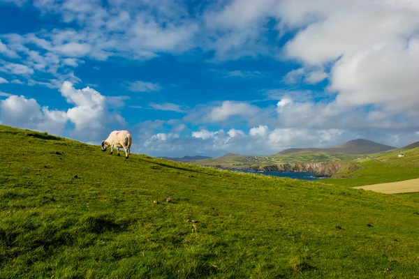 Sheep Browsing Grass On Green Pasture At The Irish Coast — Stock Photo, Image