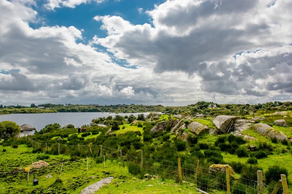 Connemara İrlanda göl yakınındaki çayıra — Stok fotoğraf