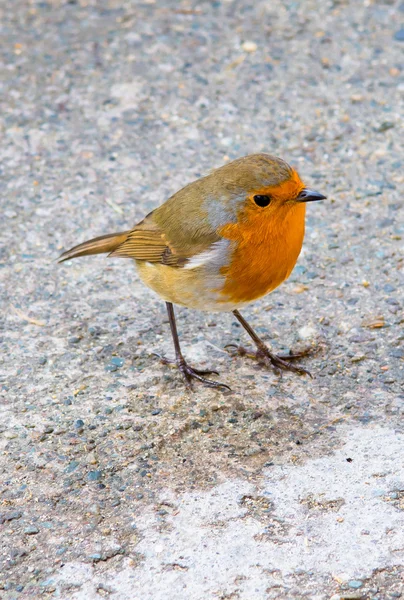 Nahaufnahme eines kleinen Rotkehlchens — Stockfoto