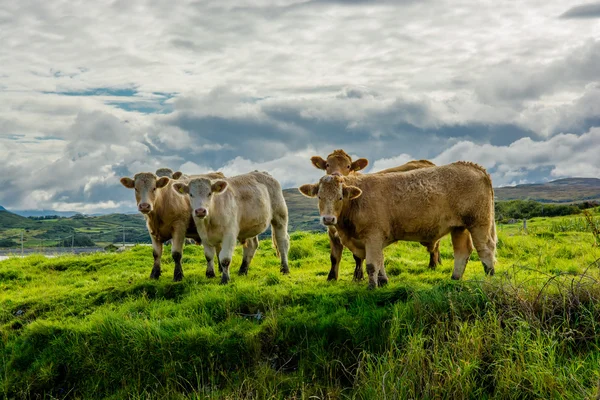 Sığır sürüsü İrlanda mera üzerinde