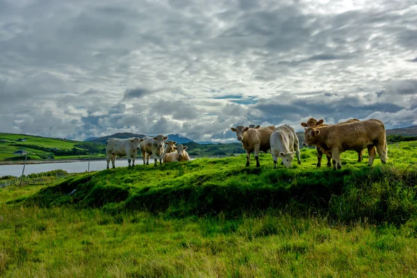 Herd Of Cattle On Pasture In Ireland — Stock Photo, Image