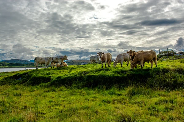 Stádo skotu na pastvě v Irsku — Stock fotografie