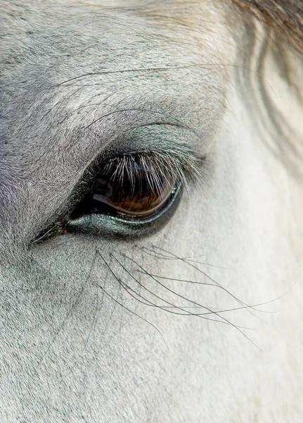 Голова белой лошади — стоковое фото