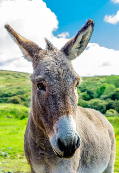 Portrait Of A Curious Donkey — Stock Photo, Image