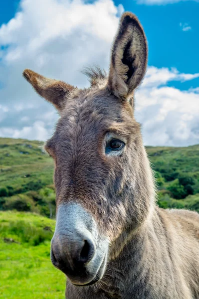 Portrait Of A Curious Donkey — Stock Photo, Image