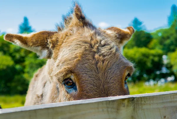 Shy Donkey Behind A Wooden Fence — Stock Photo, Image