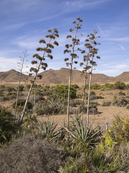 Impianti di agave ad Almeria, Spagna — Foto Stock