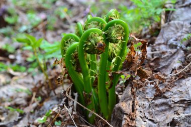 İlkbaharda ormandaki genç eğreltiotu filizlenir.