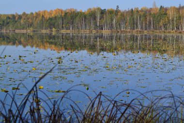 Ormandaki gölde sonbahar