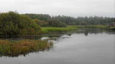 Yazın nehir manzarası Ormanda