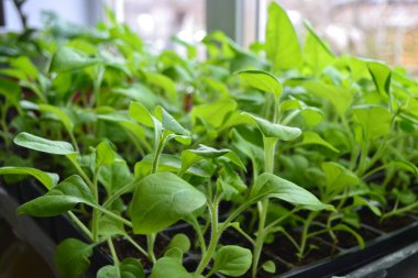 Bahçenin büyümesi için pencerede bahar fideleri