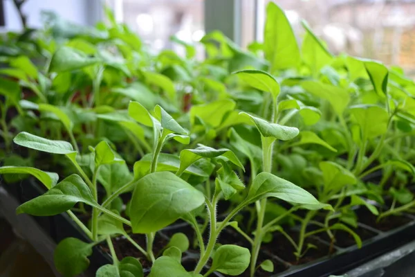 Bahçenin büyümesi için pencerede bahar fideleri