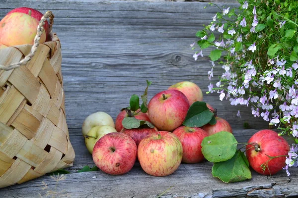 Zbiory Jabłek Dojrzewają Starej Drewnianej Desce — Zdjęcie stockowe