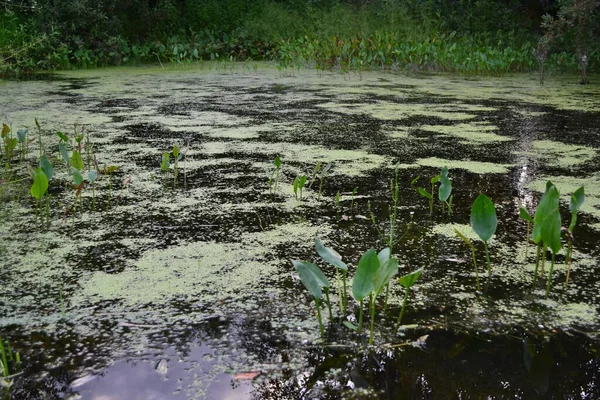 Pequena Lagoa Floresta Com Ervas Daninhas Verdes — Fotografia de Stock