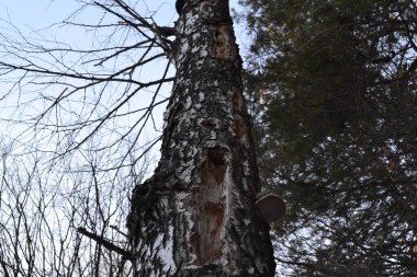 Ağaçkakan gagasıyla gagaladığı bir ağacın üzerinde delikler açmış.