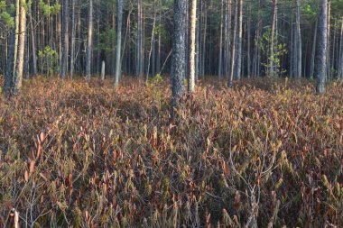 Orman bataklığı Yazın biberiye ile